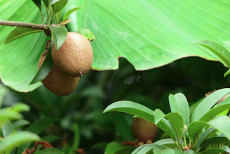 Close-up of ripe Genipa americana fruits hanging on a tree branch in a tropical forest.