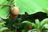 A pair of ripe brown fruits hang from a branch amidst lush green leaves. The large leaf above has a jagged edge, suggesting it may have been nibbled by insects. The overall scene is vibrant, with foliage creating a dense backdrop.