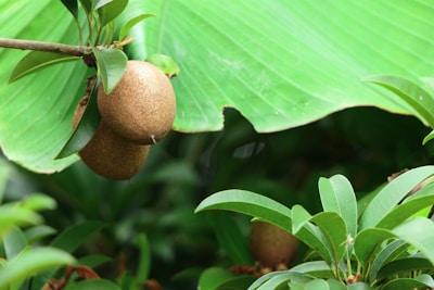 A pair of ripe brown fruits hang from a branch amidst lush green leaves. The large leaf above has a jagged edge, suggesting it may have been nibbled by insects. The overall scene is vibrant, with foliage creating a dense backdrop.