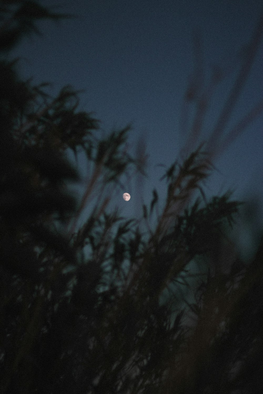 Vista de ángulo bajo de la luna