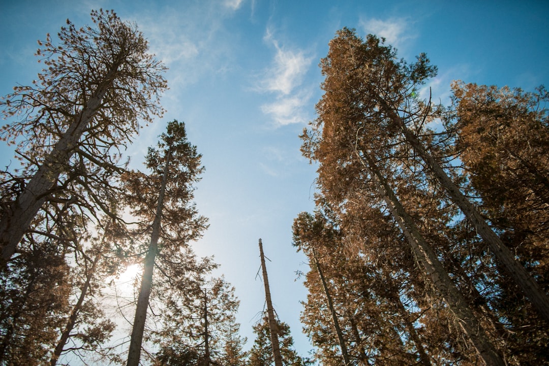 the sun shines through the trees in the forest,