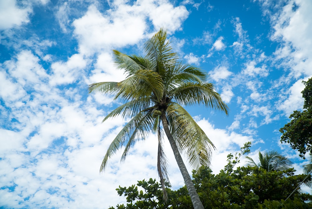 high-angle photo of coconut tree