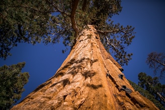 green-leafed tree under blue sky