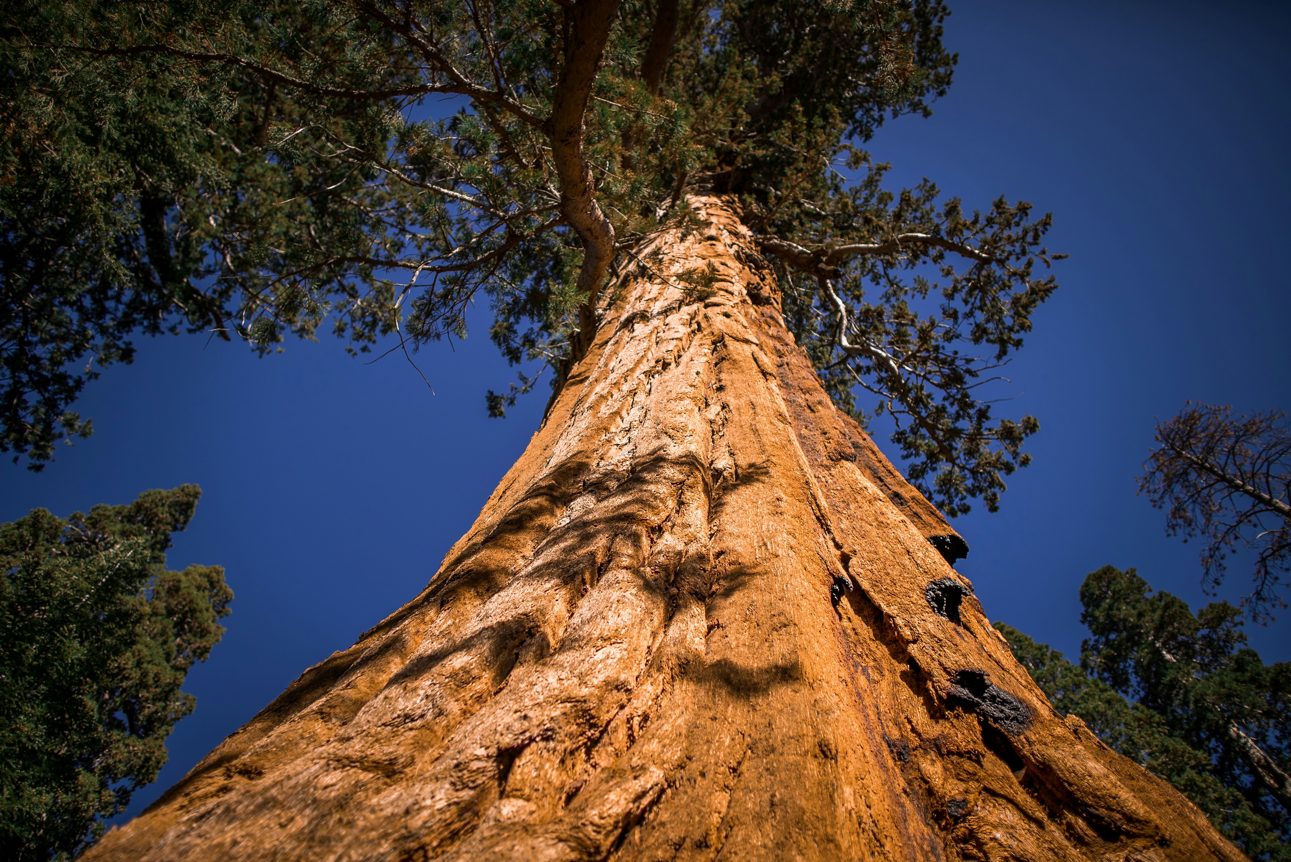 green-leafed tree under blue sky