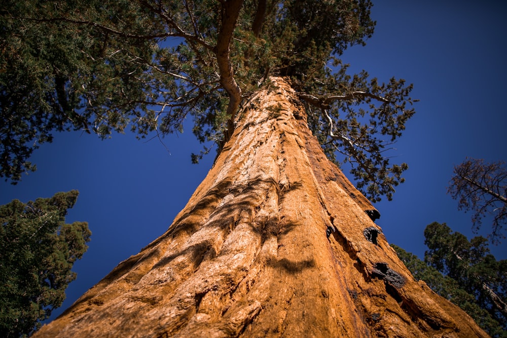 albero a foglia verde sotto il cielo blu