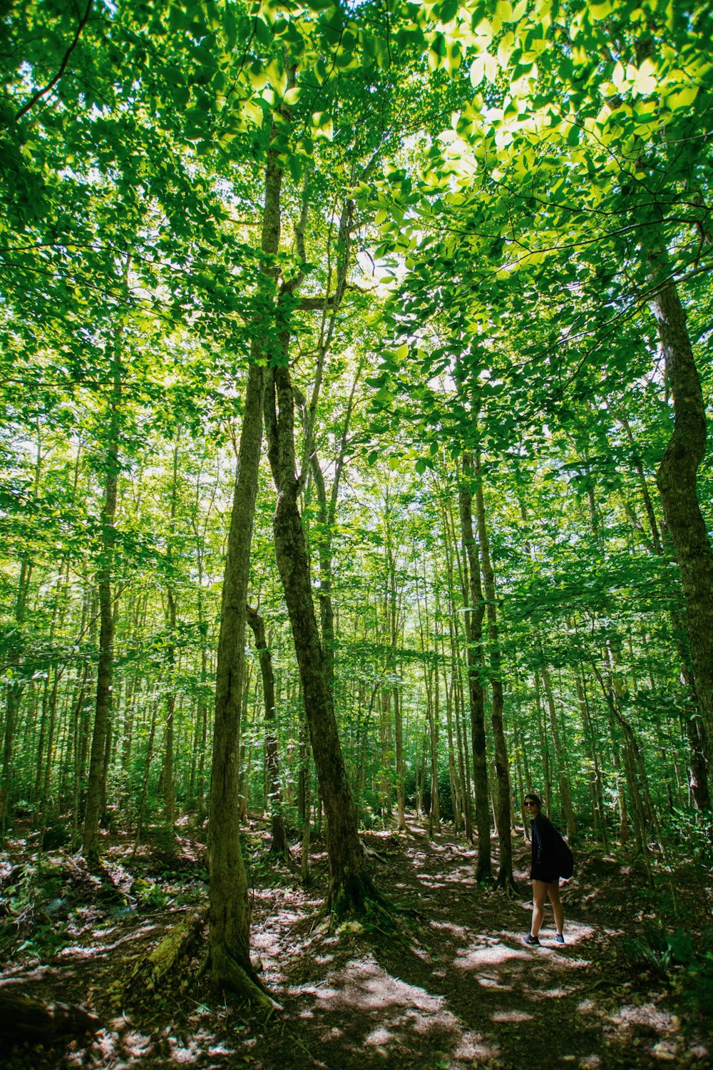 green-leafed trees during daytime