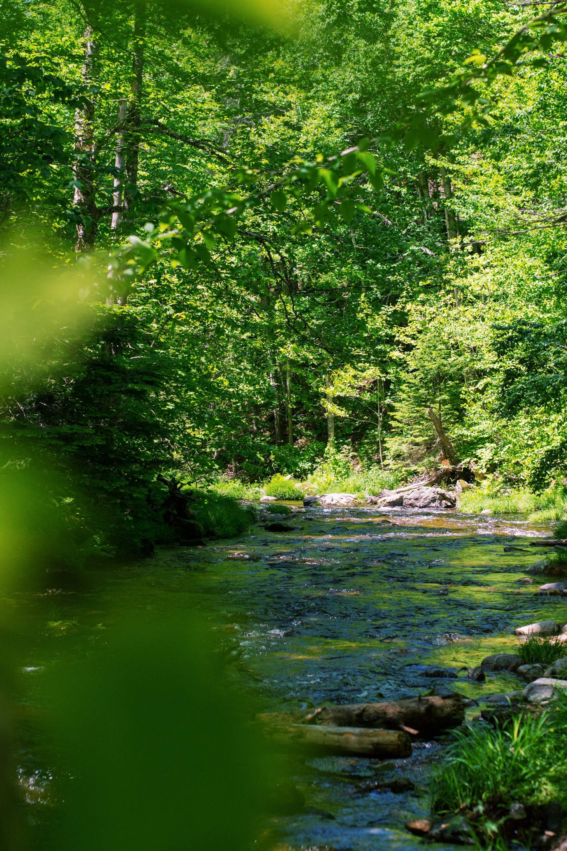 a river running through a lush green forest