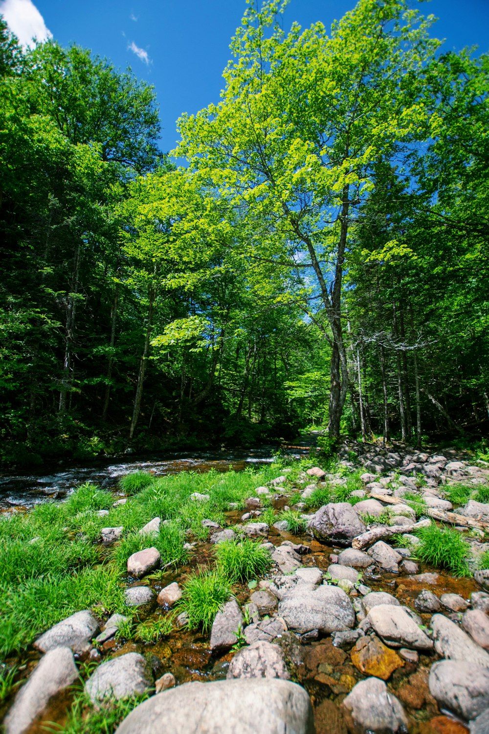 green trees under blue sky