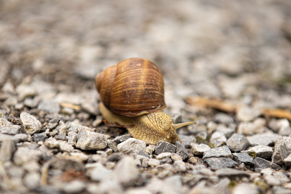 a snail crawling on a gravel road