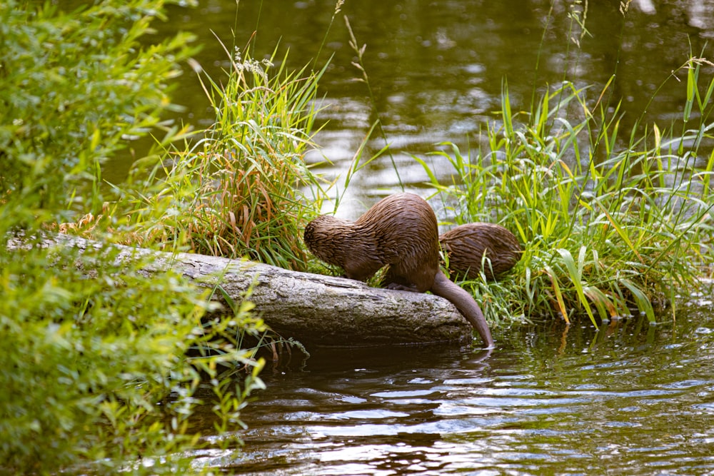 brown rodent