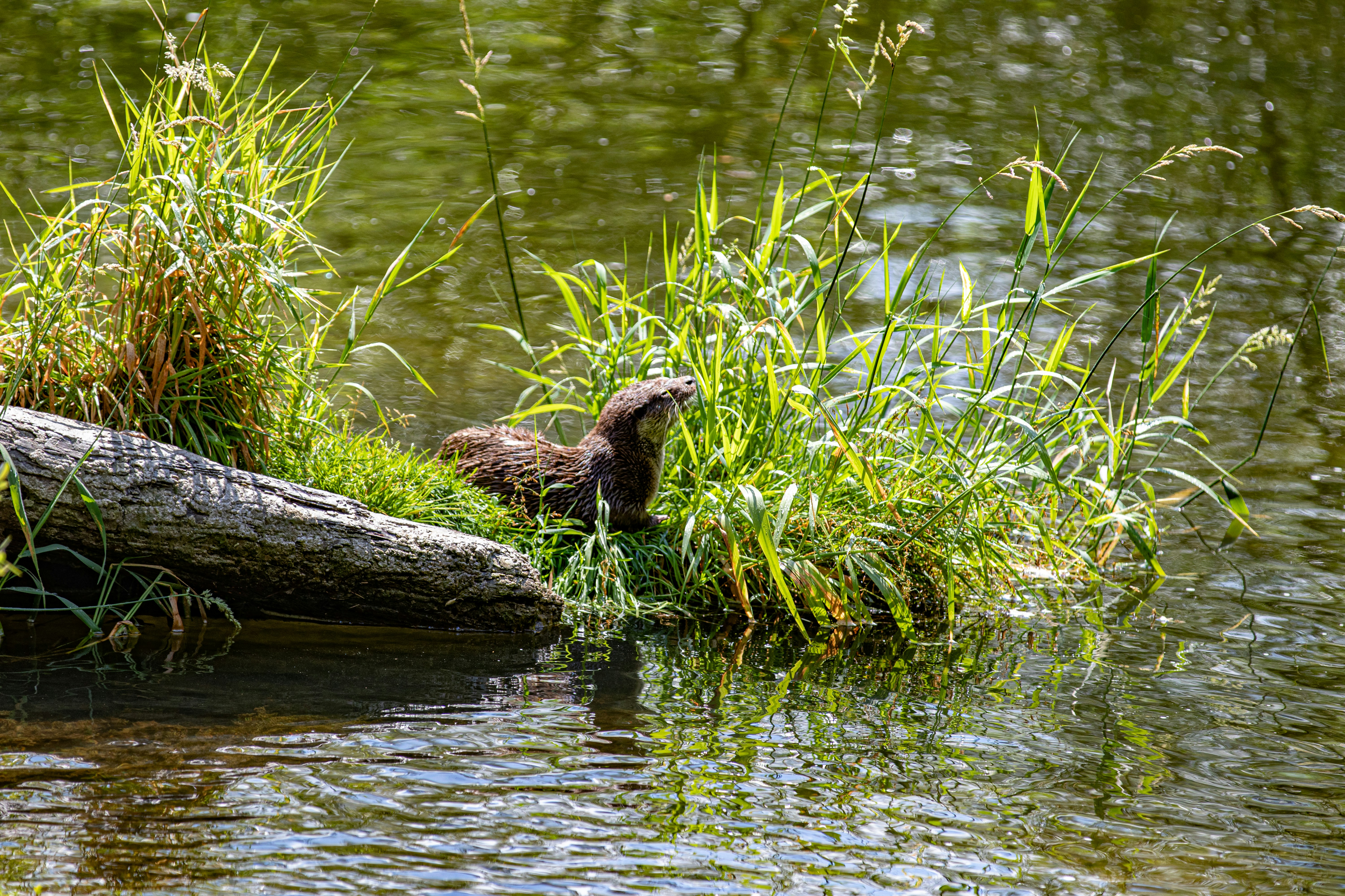 brown animal beside river