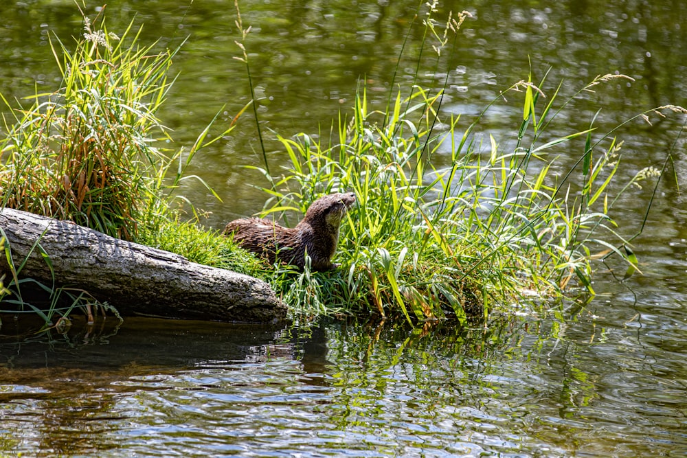 brown animal beside river