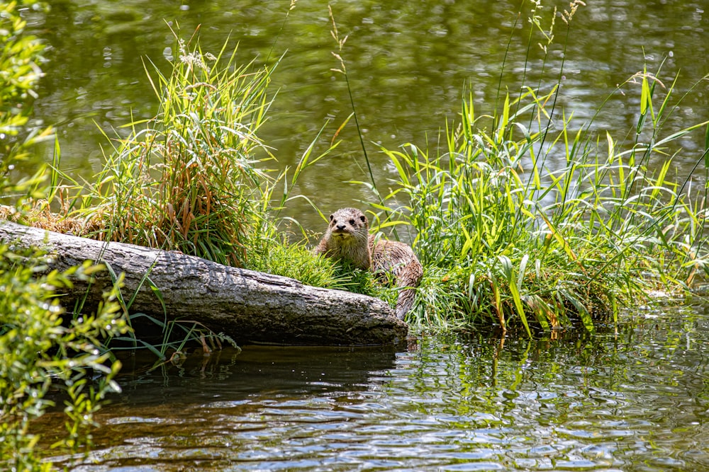 brown animal on grass