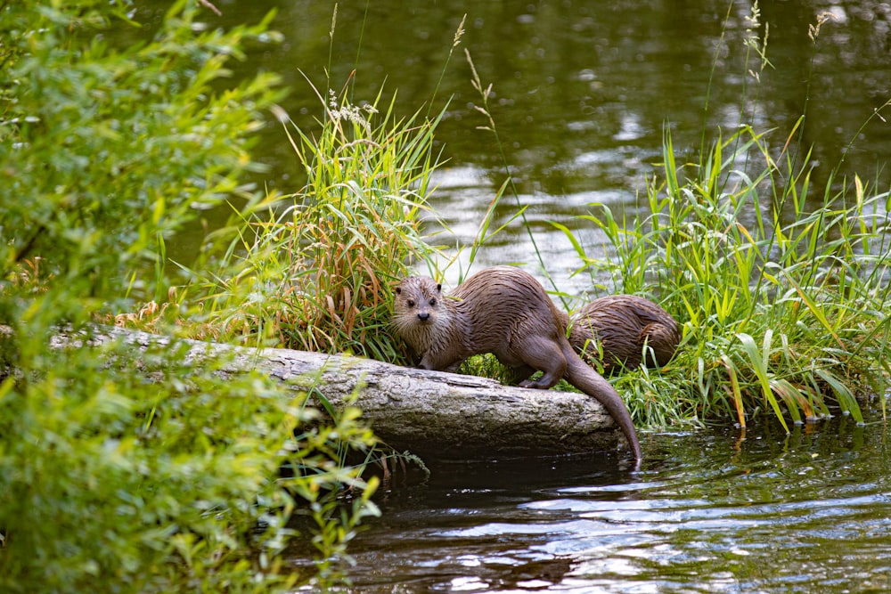 brown animal on tree branch