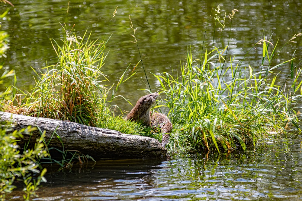 brown animal hiding on grass at body of wter