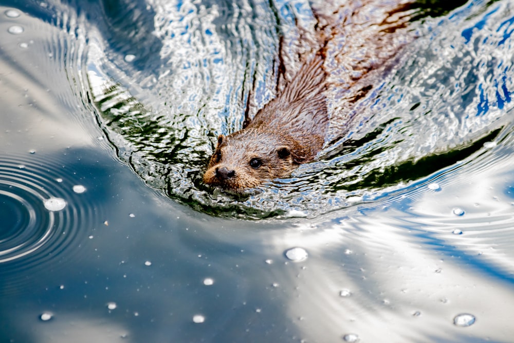 brown animal on body of water