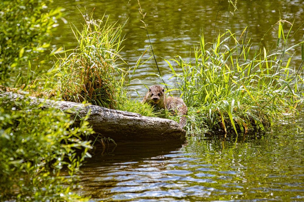 brown animal beside body of water