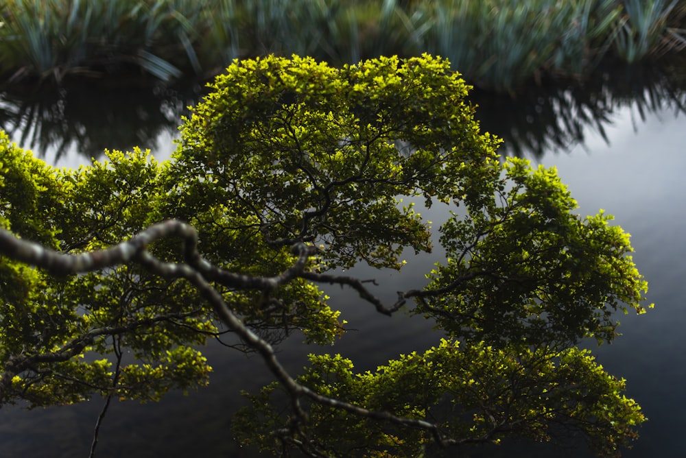 green trees