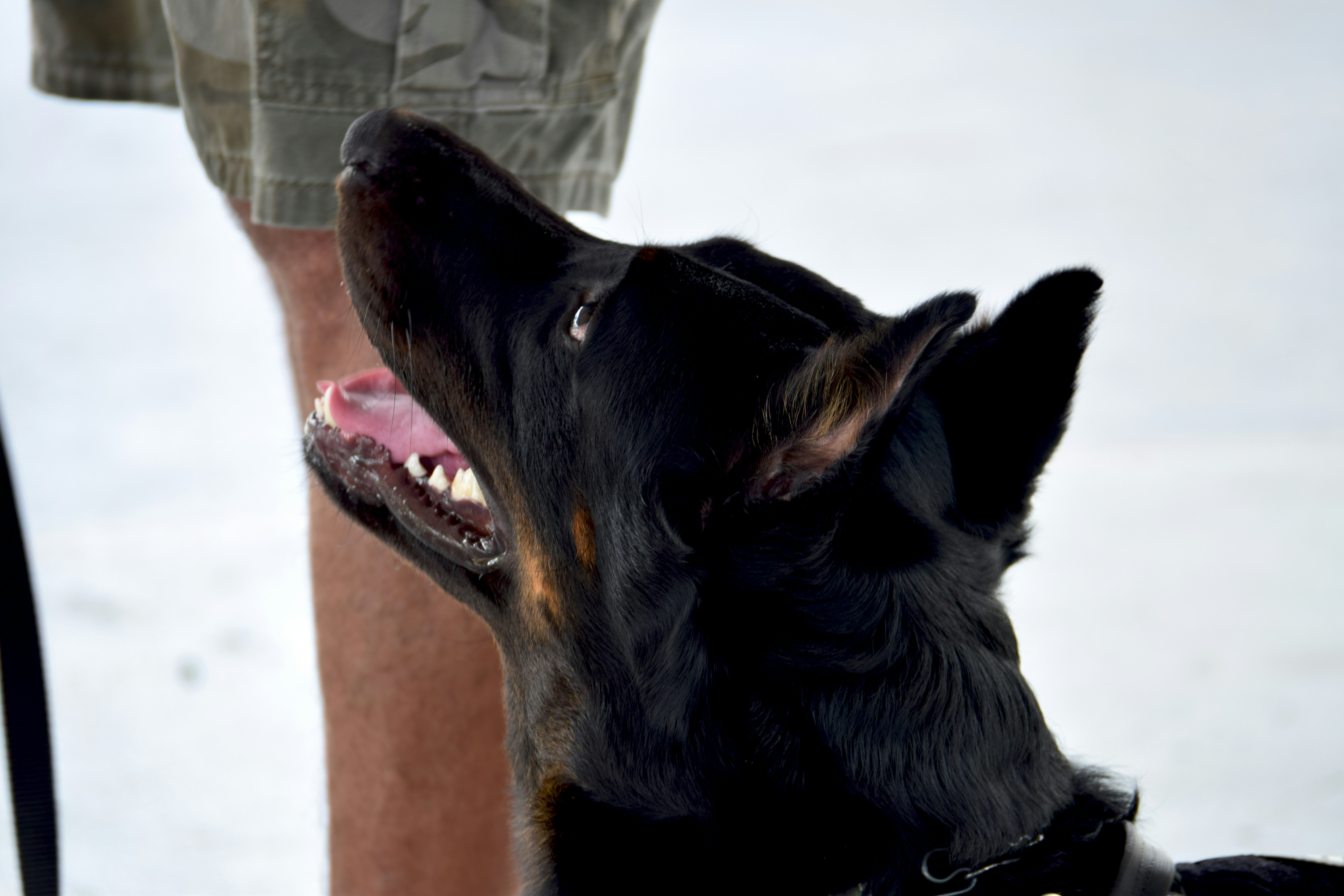 A service dog interacting with their handler during training.