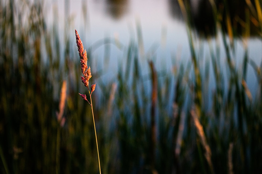 green-leafed plant