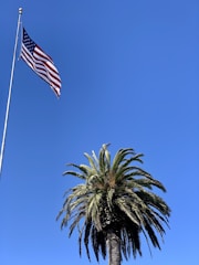 An American flag is flying on a tall flagpole with a clear blue sky in the background. Below the flag, a large palm tree is prominently visible.