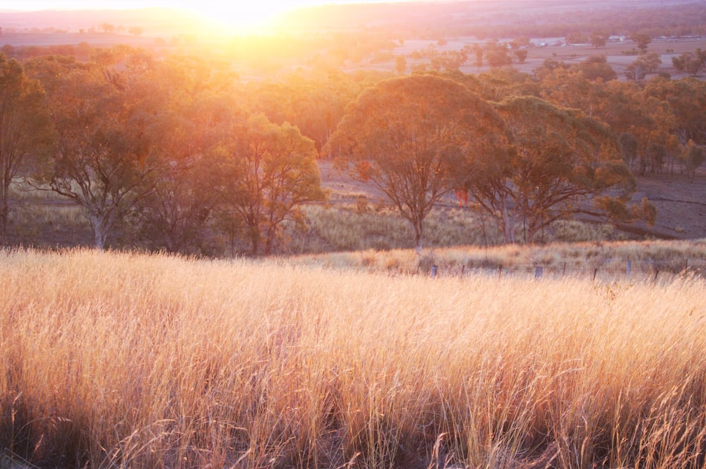 the sun is setting over a field of tall grass