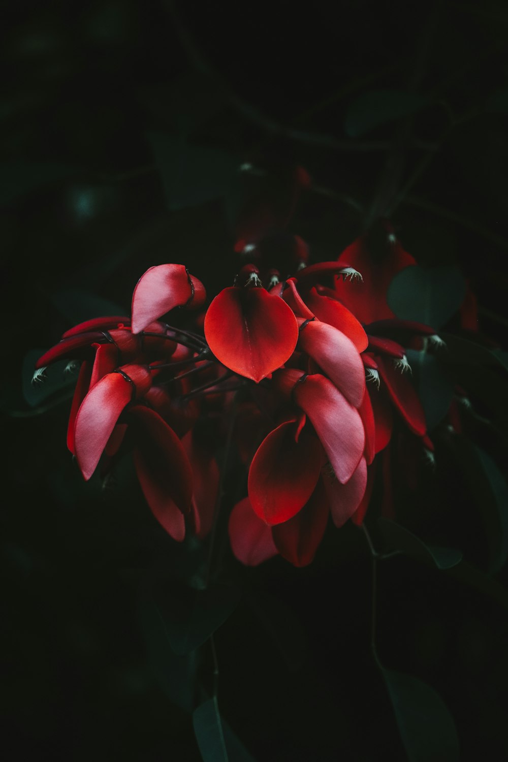 red petaled flowers