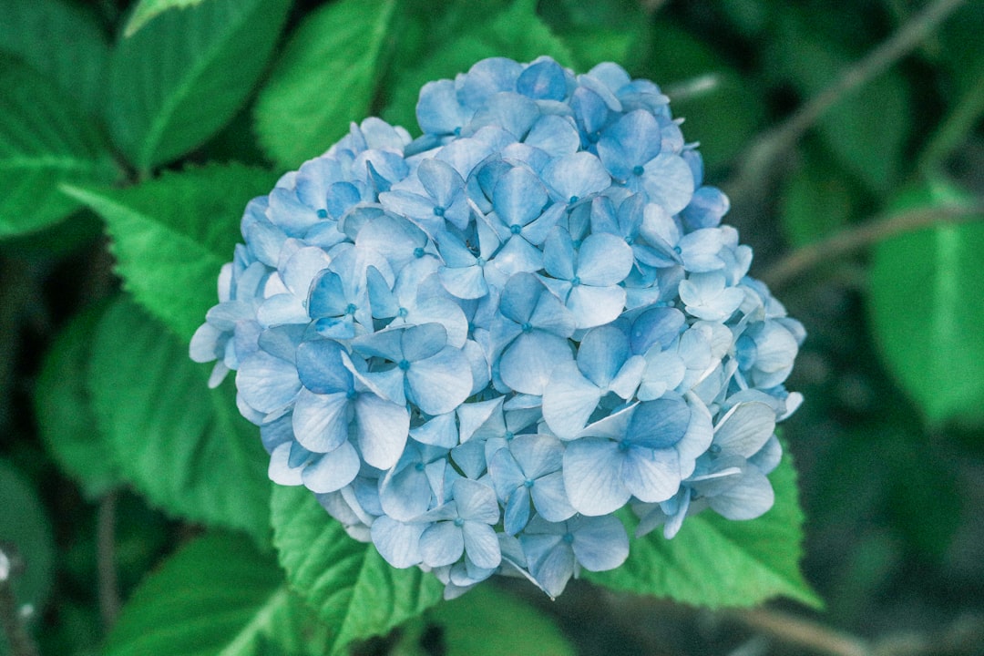 blue petaled flower