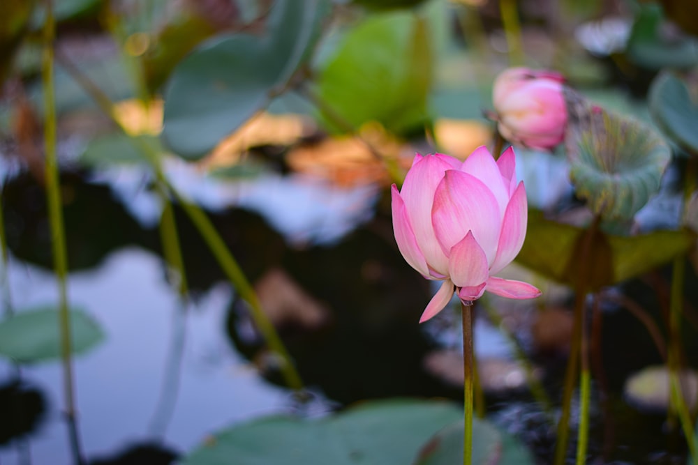 shallow focus photo of pink flowr