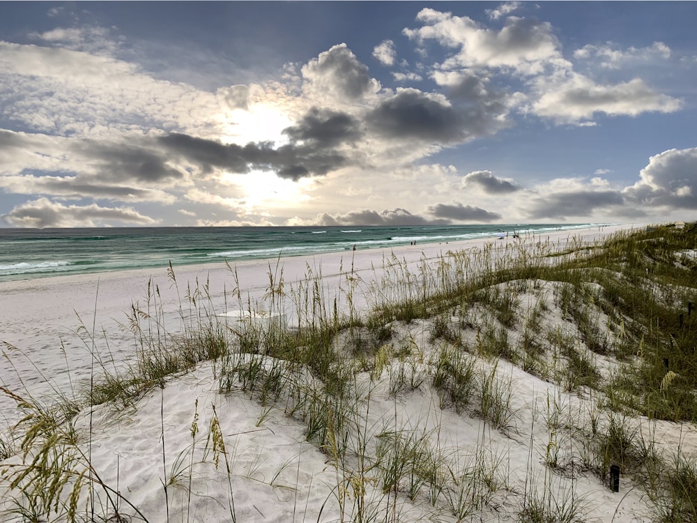 seashore under blue sky