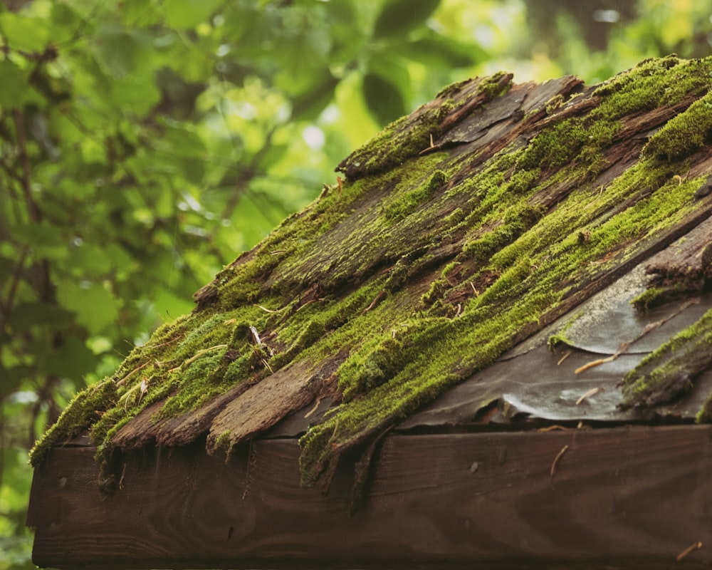 moss on roof