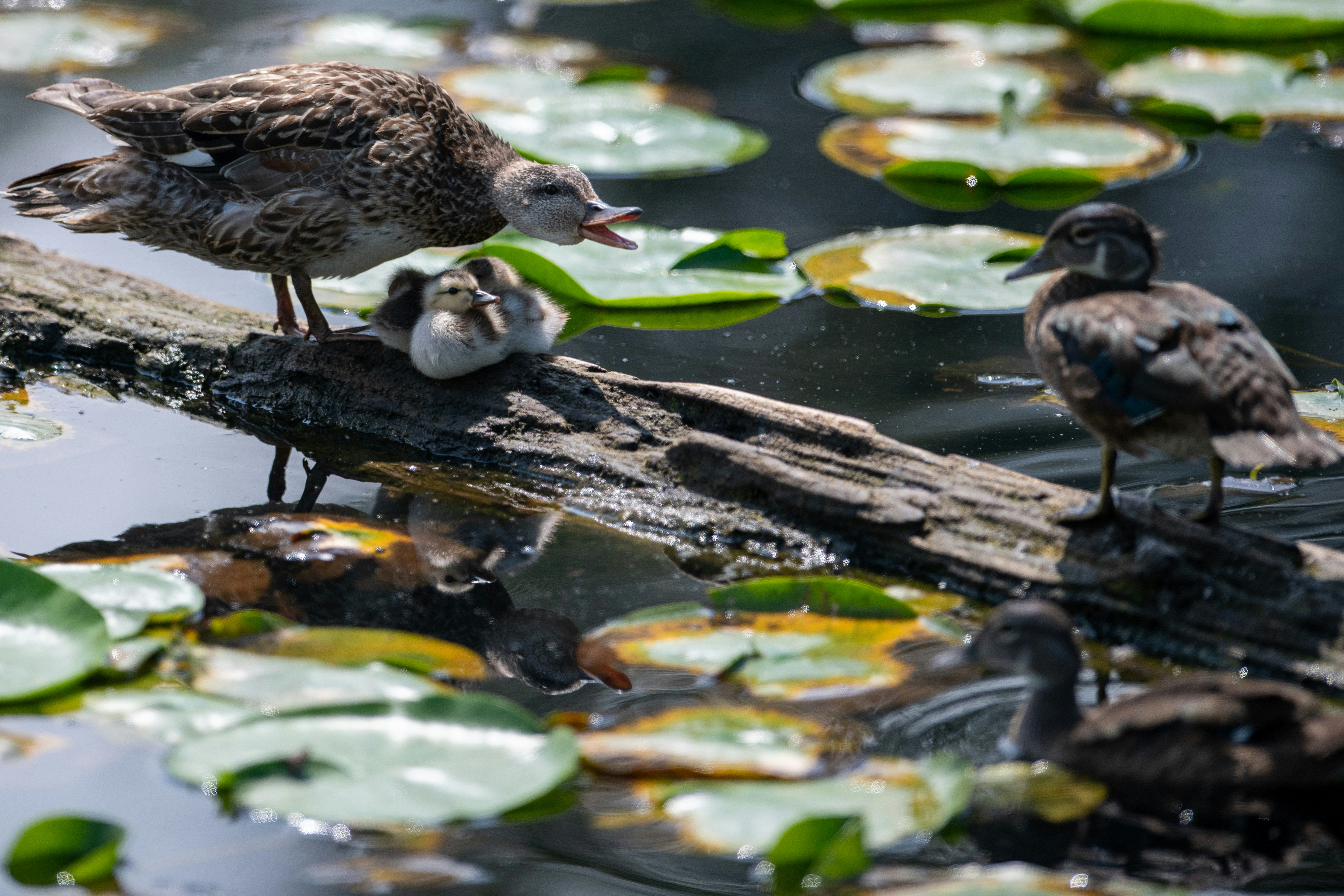 birds on pond photo Free Juanita bay park Image on Unsplash