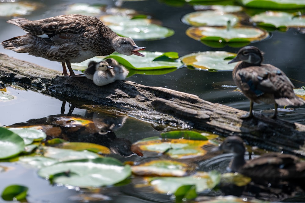 birds on pond