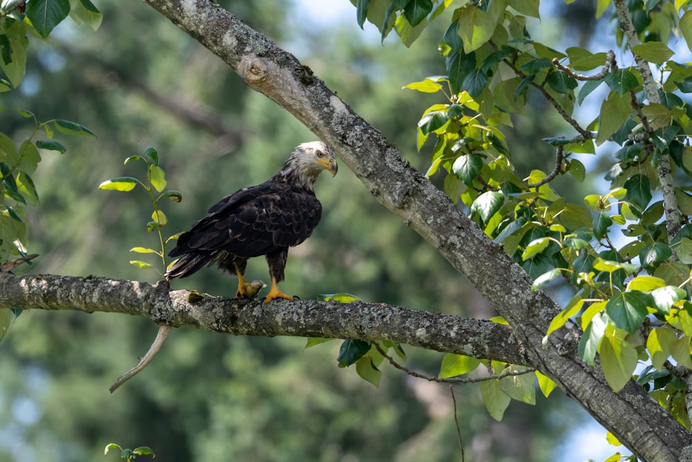 bald eagle