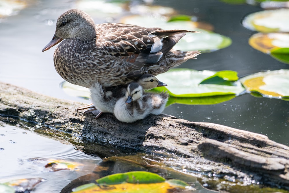 braune Ente und Entenküken auf Felsen