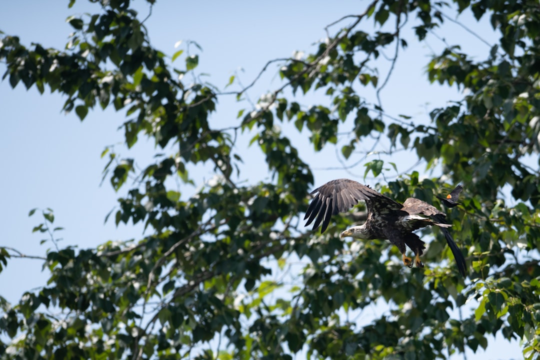 gray eagle flying near green tree