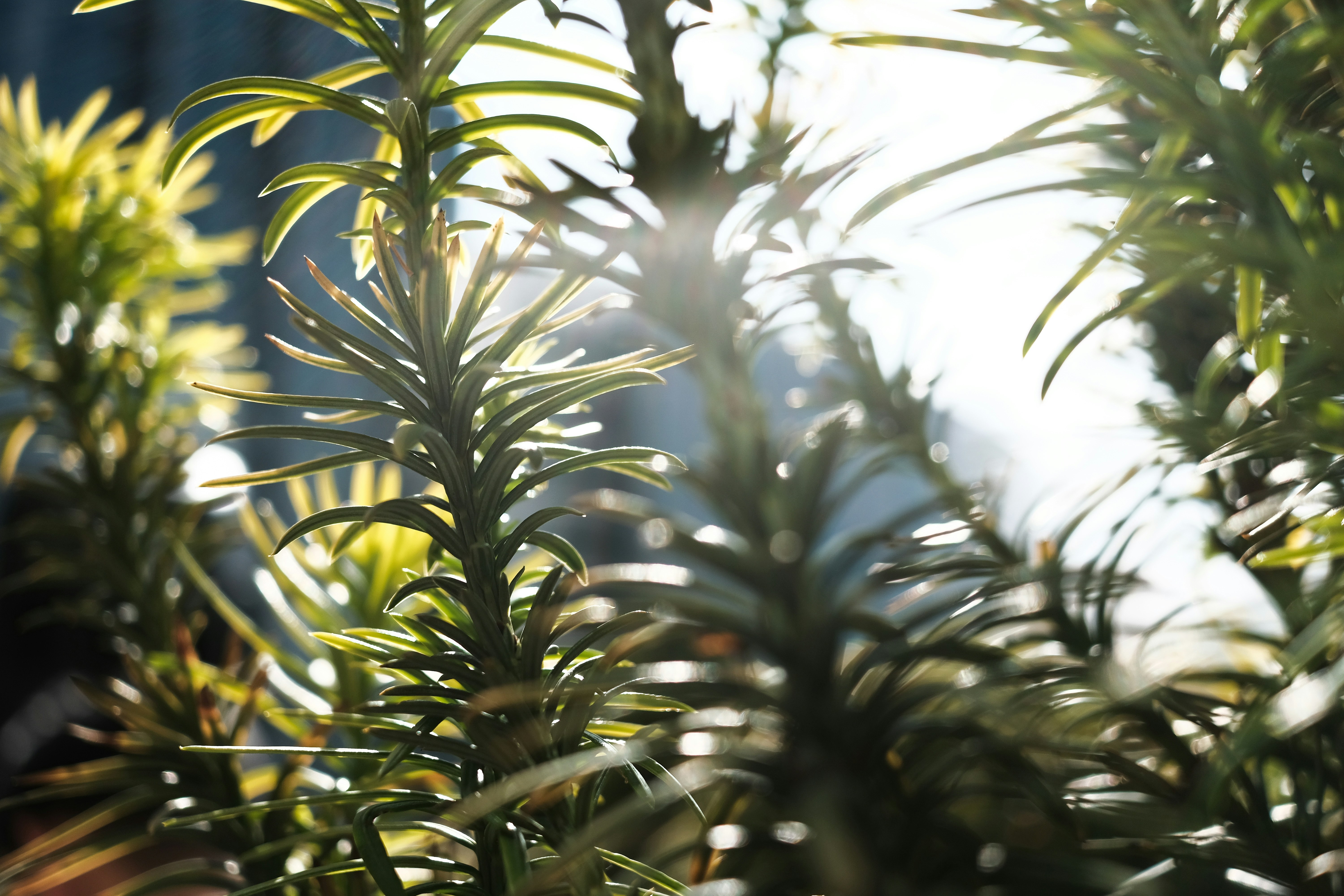 Photo by bradleysantos_