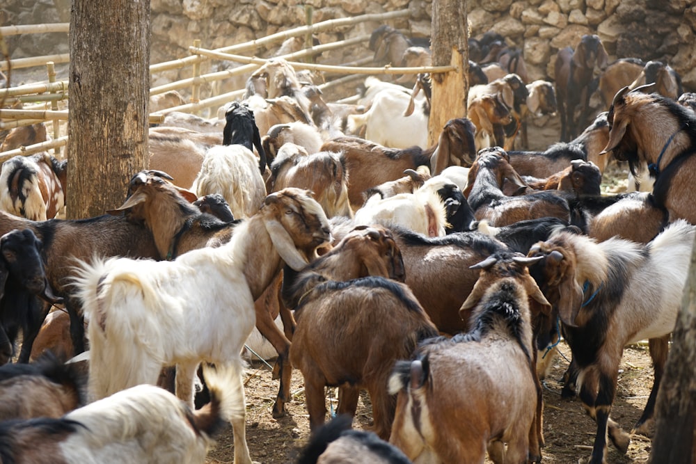 group of goats