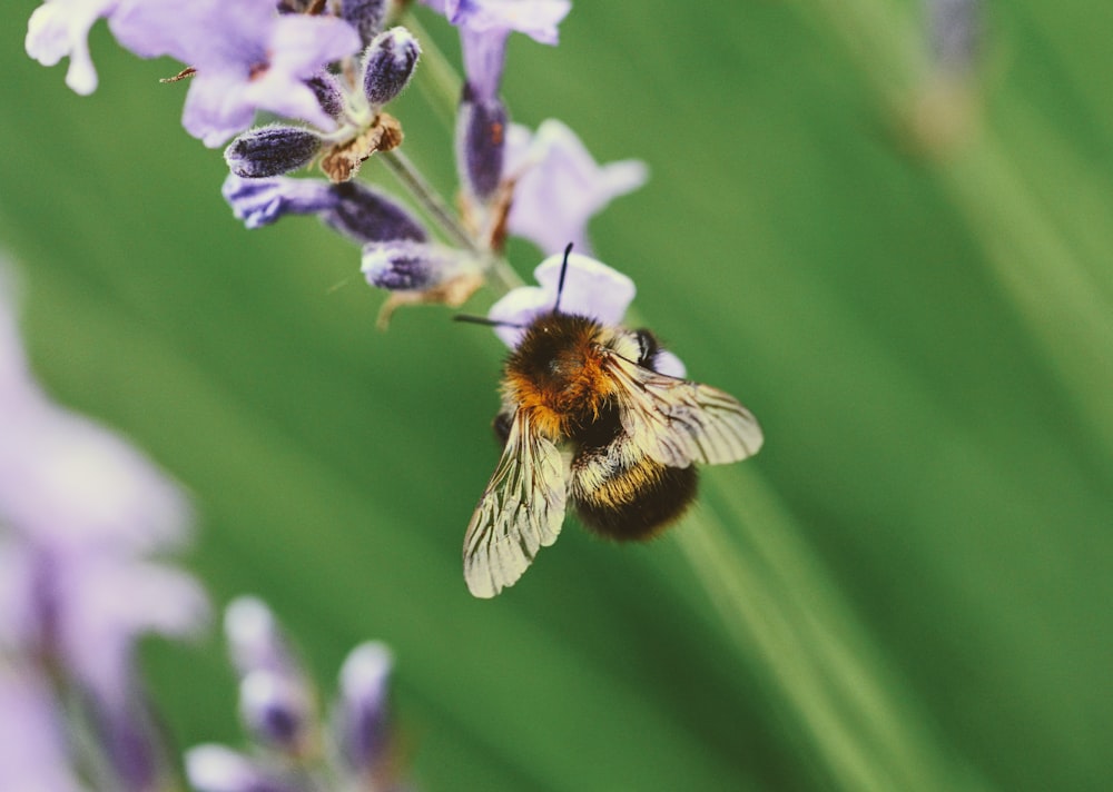 brown bee on flower