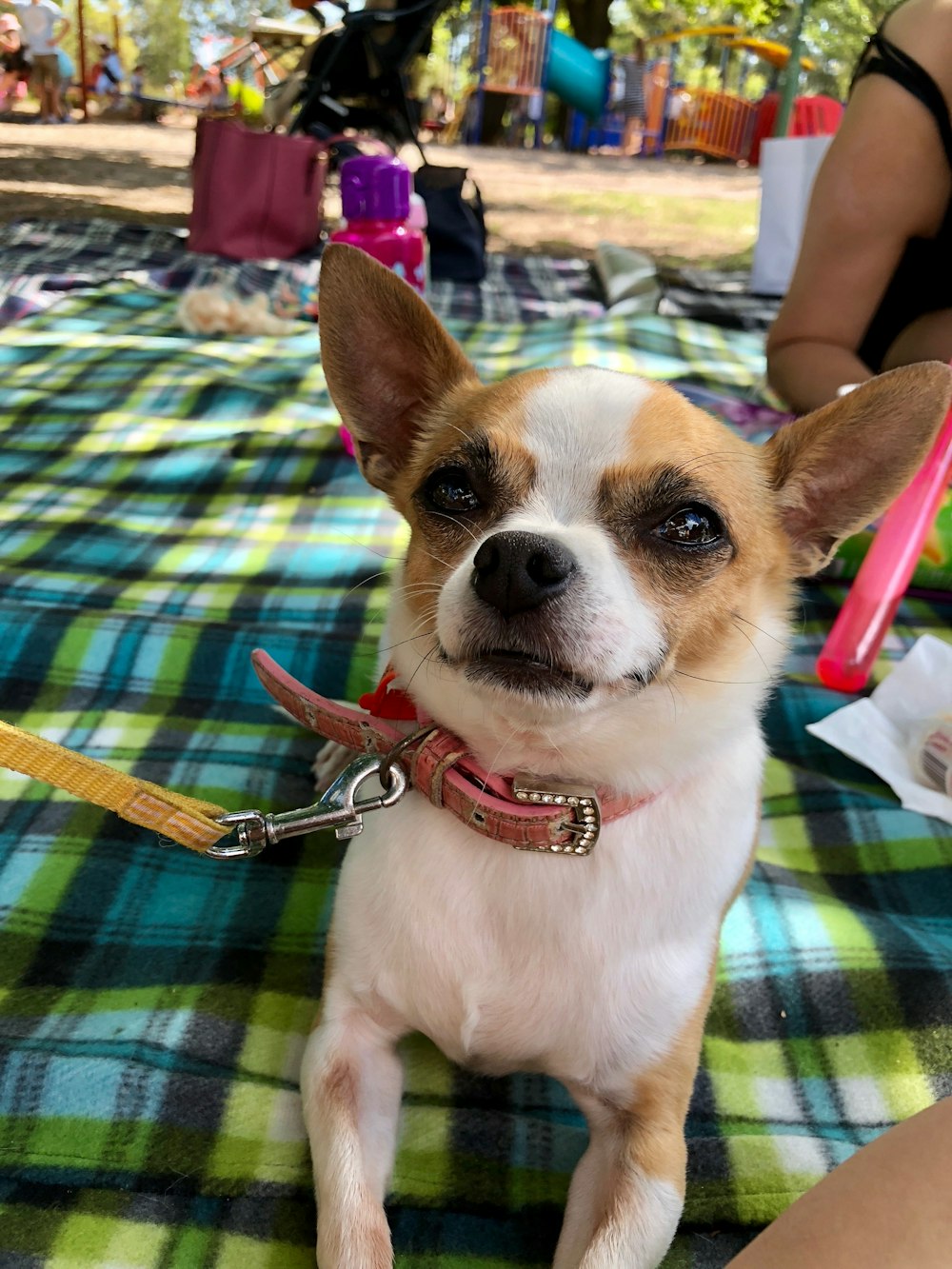 adult tan and white Chihuahua on focus photography