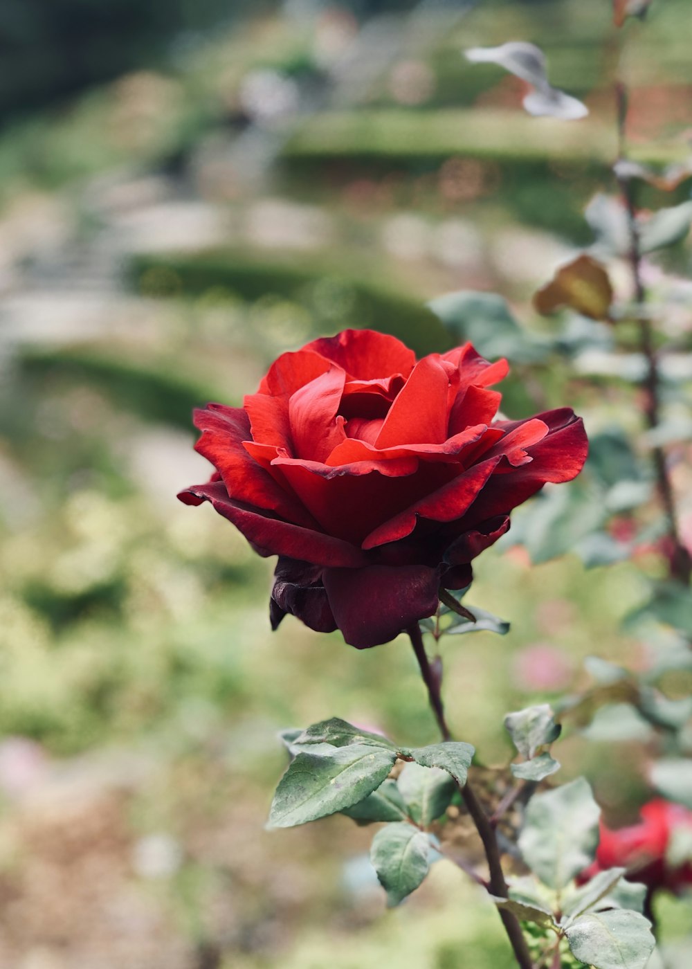 red-petaled flower