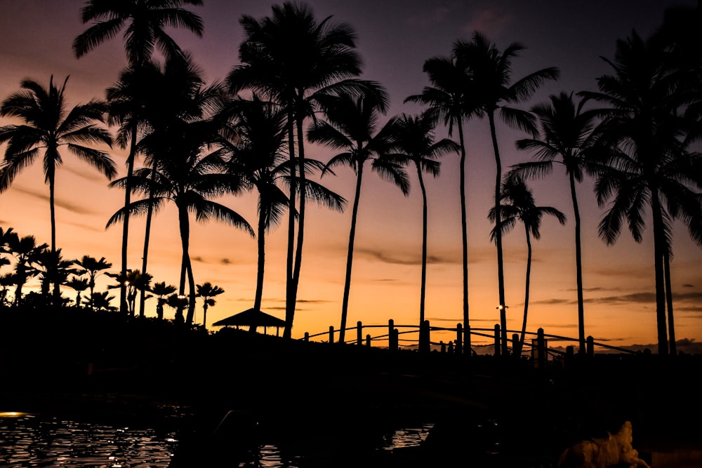 silhouette of coconut trees