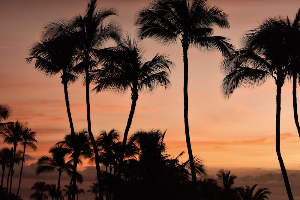 silhouette of palm trees