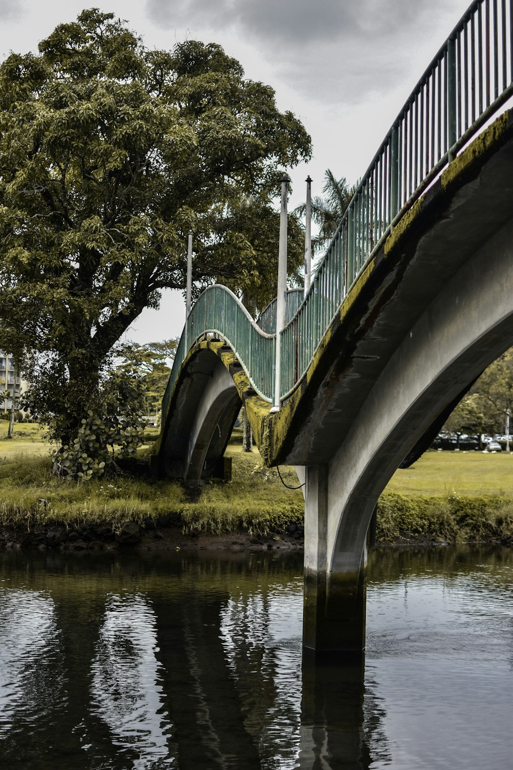 gray bridge near tree