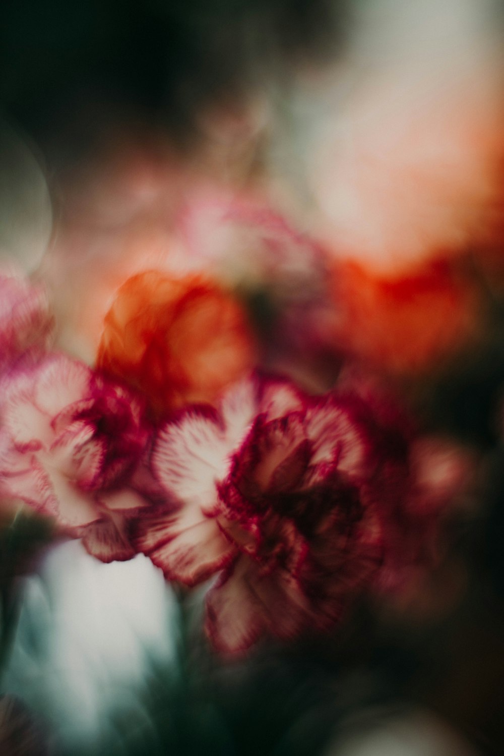 closeup photo of purple flowers