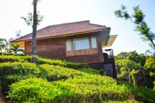 A wooden house with a red-tiled roof is situated on a lush green hillside. The structure has large windows and is surrounded by vibrant foliage and trees. Bright sunlight casts shadows, creating a serene and natural setting.