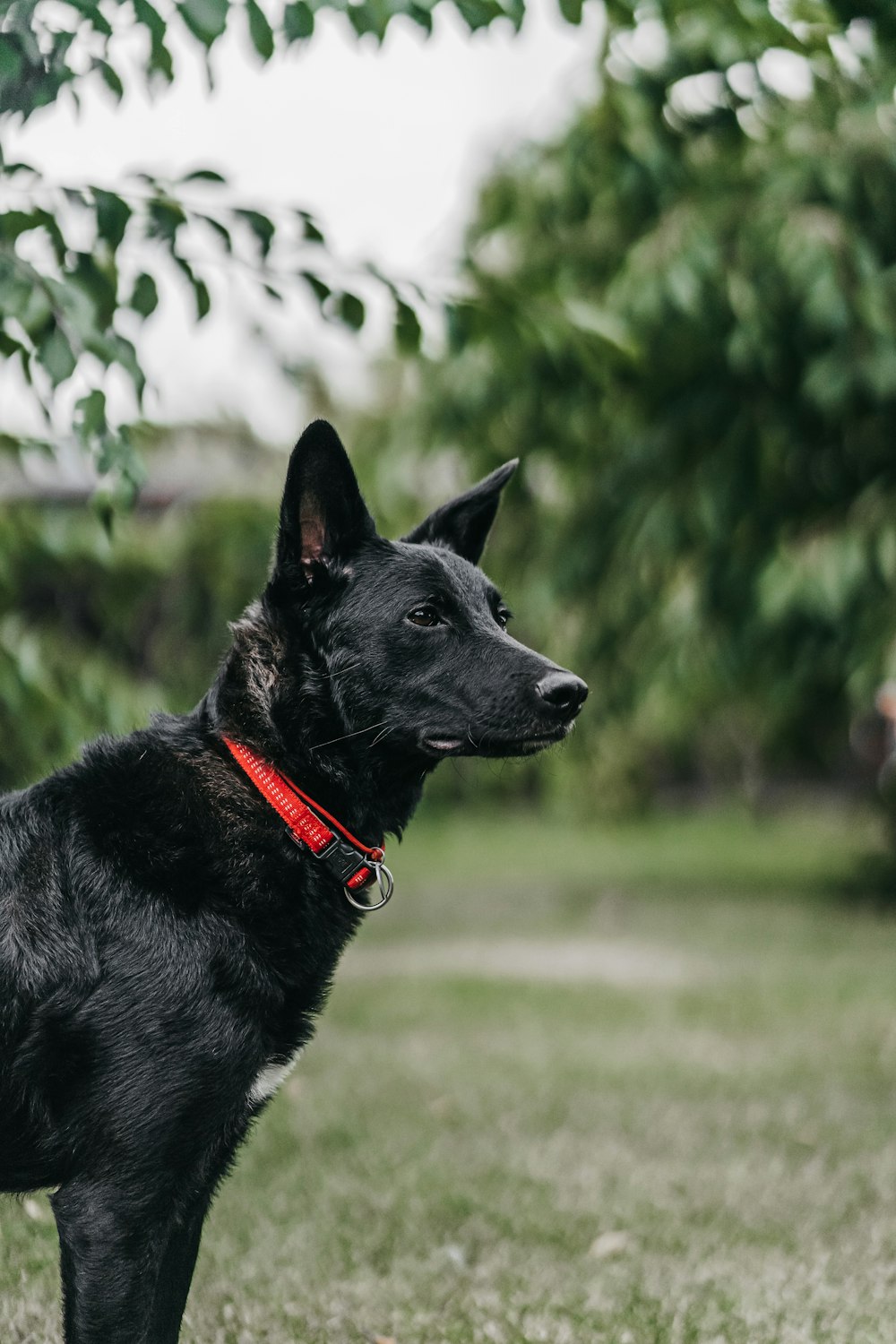 short-coated black dog