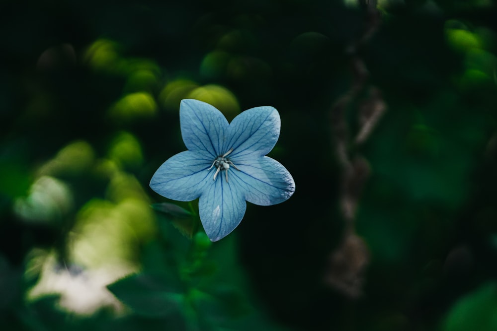 shallow focus photo of blue flower
