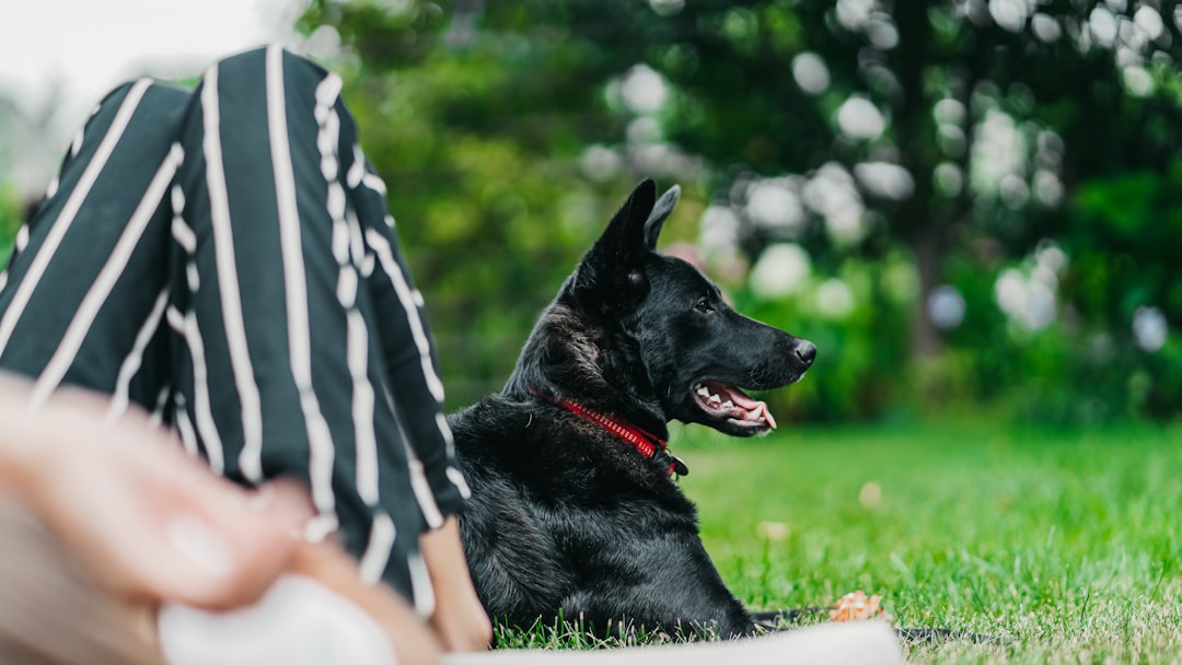 short-coated black dog on park