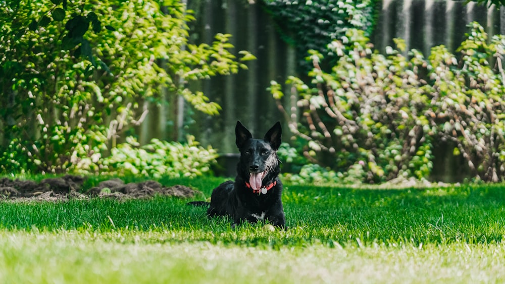 shallow focus photo of short-coated black dog